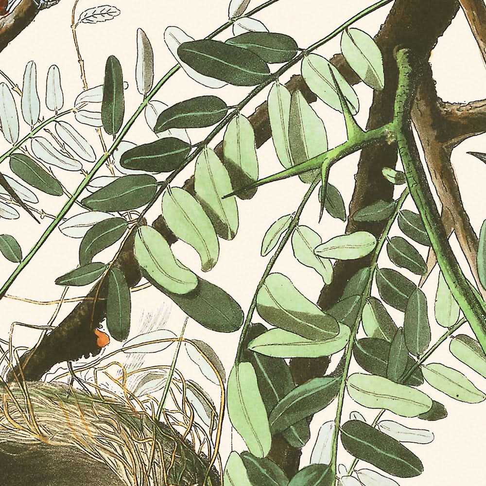 Orchard Oriole by John James Audubon, 1827