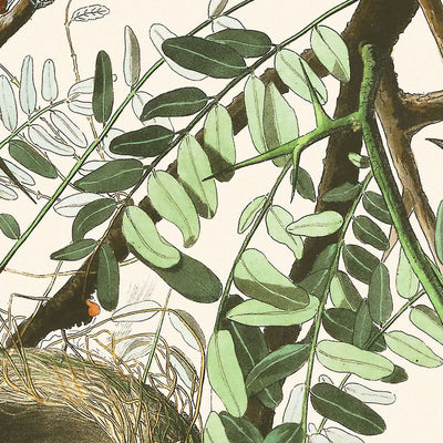 Orchard Oriole by John James Audubon, 1827