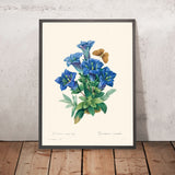 Gentiana Acaulis di Pierre-Joseph Redouté, 1802 