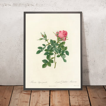 A framed image of Rosa bifera pumila by Pierre Joseph Redouté, 1817