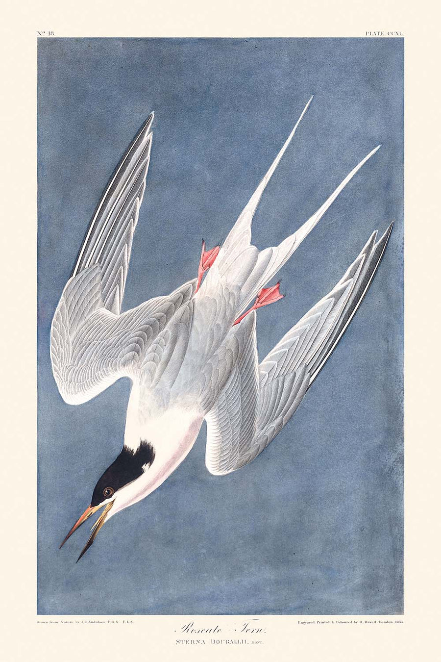 Tern roseo di John James Audubon, 1827 