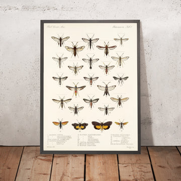 A framed image of 