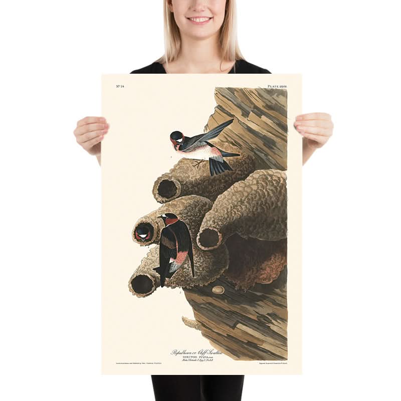 Republikano, o Rondine di Cliff di John James Audubon, 1827 