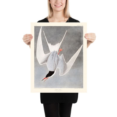 Great Tern by John James Audubon, 1827
