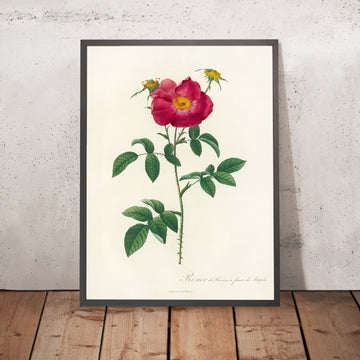 A framed image of Gallic Rose (Rosa Gallica Stapeliae Flora) by Pierre Joseph Redouté, 1817