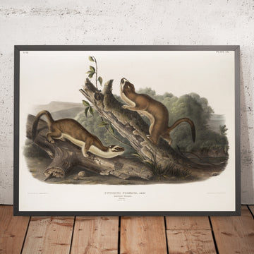 A framed image of 