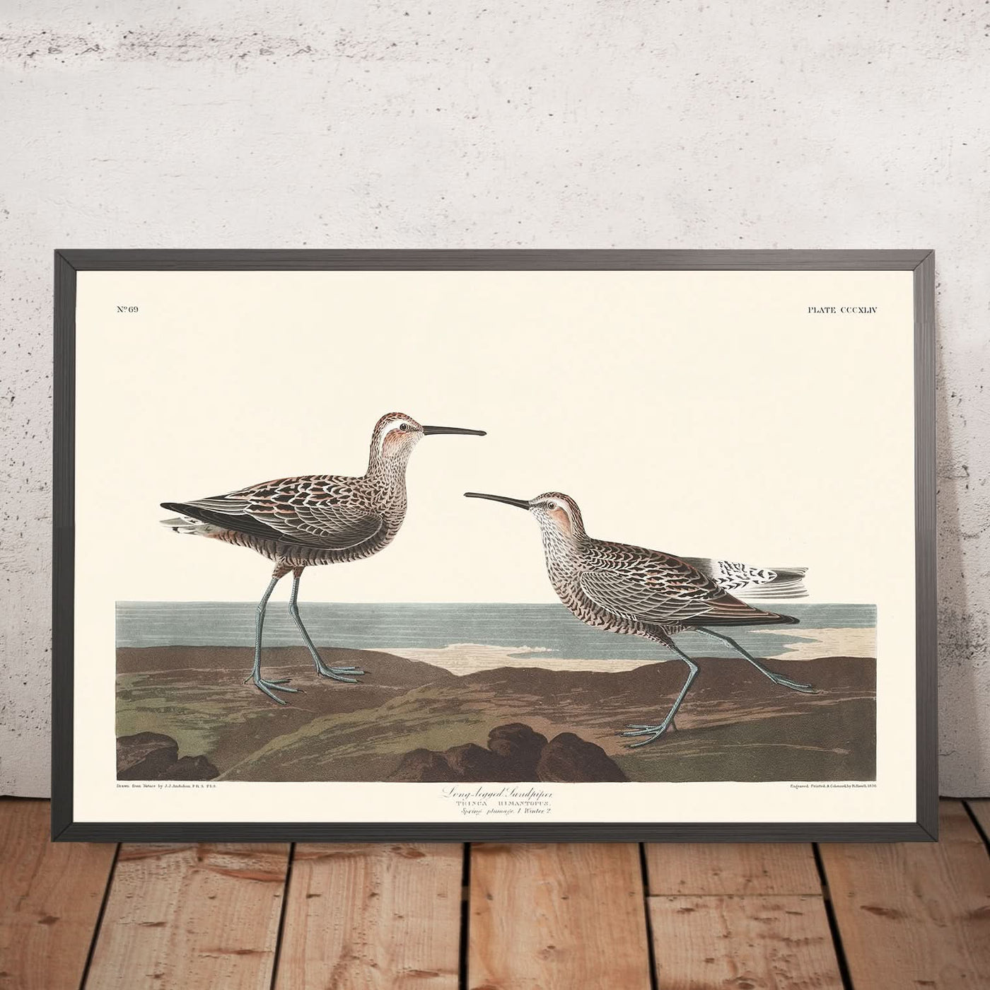 Langbeinigem Sandpiper von John James Audubon, 1827 