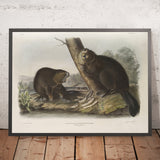 American Beaver (Castor fiber Americanus) by John Woodhouse Audubon, 1845