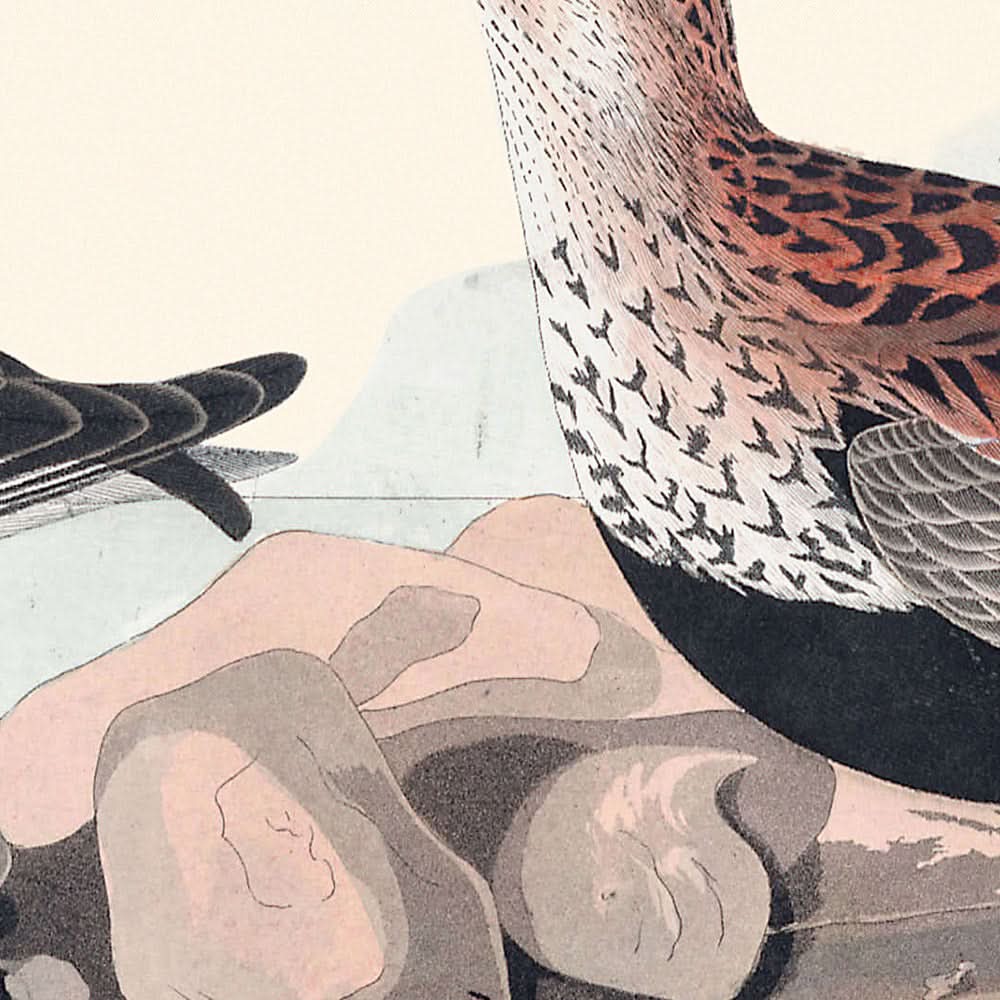 Red-backed Sandpiper by John James Audubon, 1827