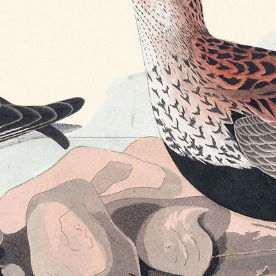 Red-backed Sandpiper by John James Audubon, 1827