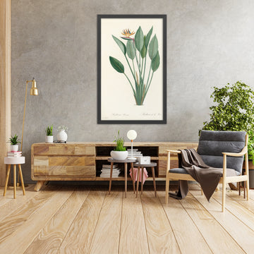 A framed image of Bird-of-Paradise Flower (Strelitzia reginae) by Pierre Joseph Redouté, 1802