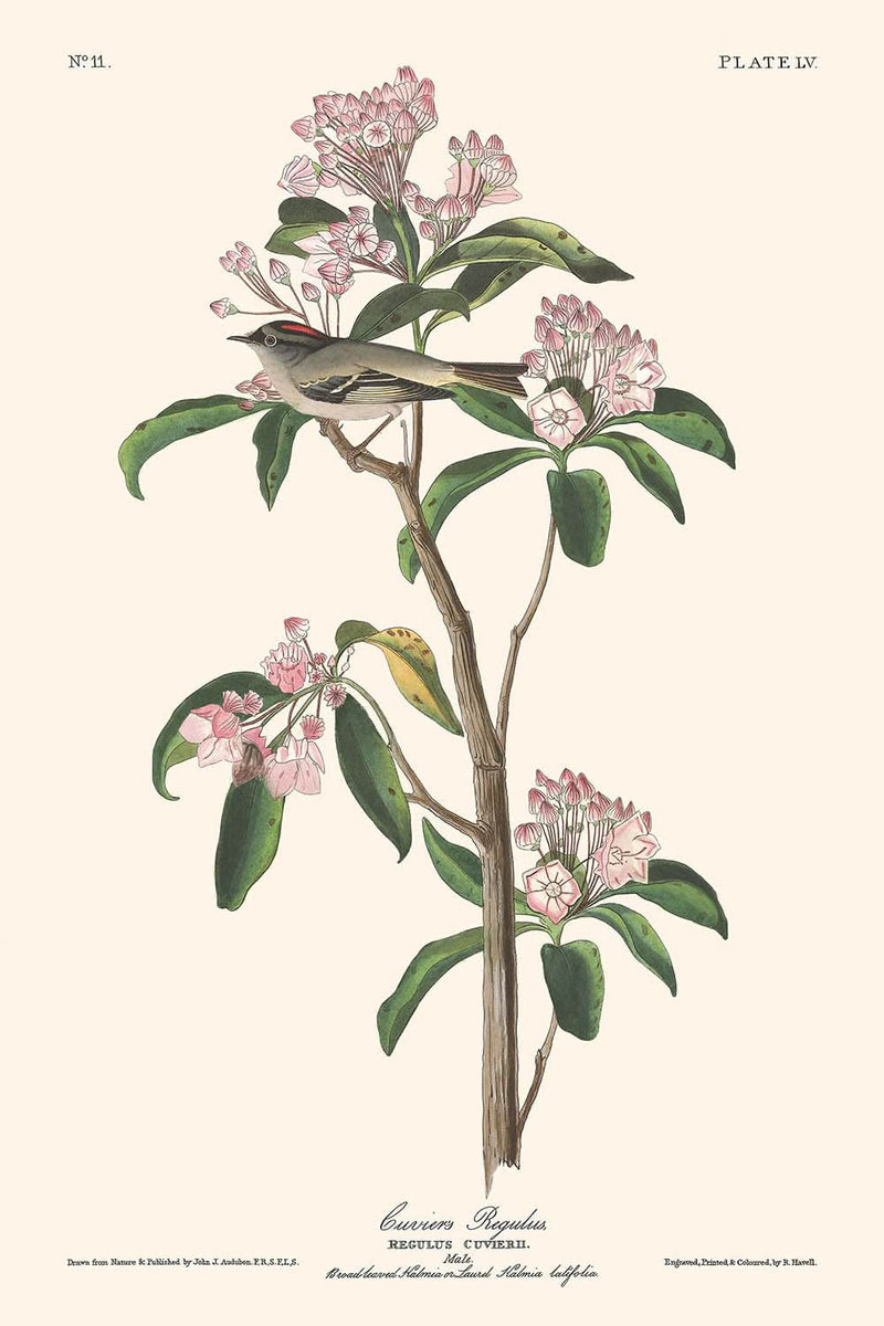 Visualiser thumbnail artwork