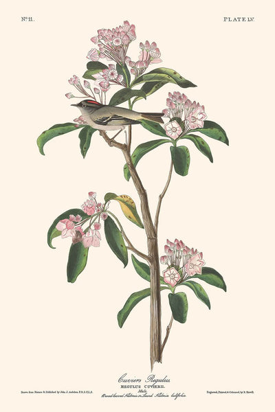 Cuvier's Kinglet by John James Audubon, 1827