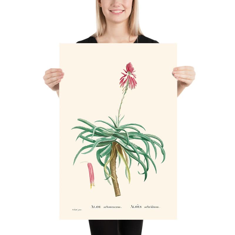 Candelabro Aloe di Pierre-Joseph Redouté, 1802 