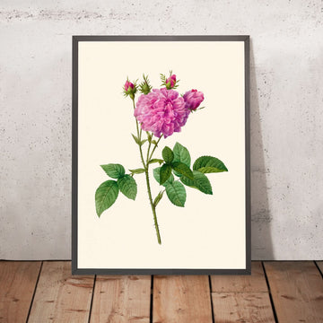 Agatha Rose di Pierre-Joseph Redouté, 1817 