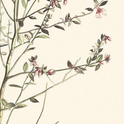 Orange-crowned Warbler by John James Audubon, 1827