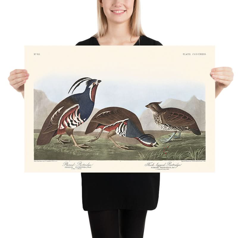 Perdrix à plumes et perdrix à pattes épaisses par John James Audubon, 1827