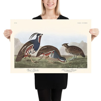 Perdrix à plumes et perdrix à pattes épaisses par John James Audubon, 1827