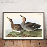 Anatra Gadwall di John James Audubon, 1827 