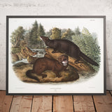 Mink (Putorius vison) by John Woodhouse Audubon, 1845