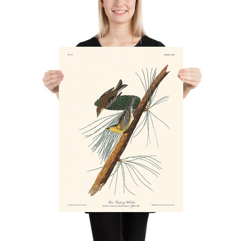 Kiefernkriechwarbler von John James Audubon, 1827 