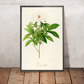 A framed image of Peony (Paeonia albiflora, Plate 47) by Pierre Joseph Redouté, 1813