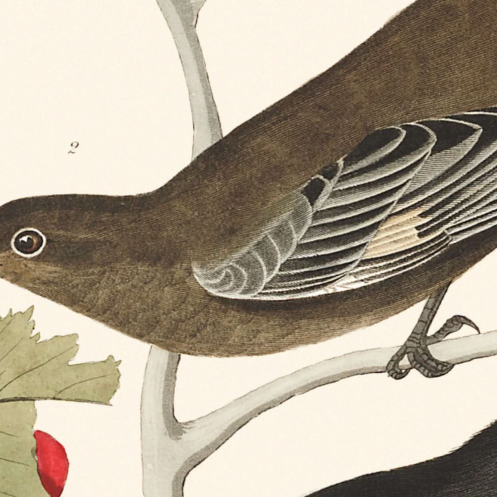 Little Tawny Thrush Ptiliogony's Townsendi Canada Jay by John James Audubon 1827