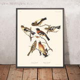 Fringuello della sera e Fringuello maculato di John James Audubon, 1827 