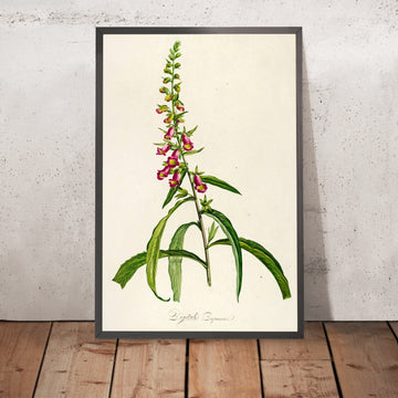 A framed image of Foxglove (Digitalis purpurea, Plate 64) by Pierre Joseph Redouté, 1813