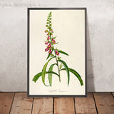 Foxglove (Digitalis purpurea, Plate 64) by Pierre Joseph Redouté, 1813