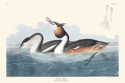 Haubentaucher von John James Audubon, 1827 