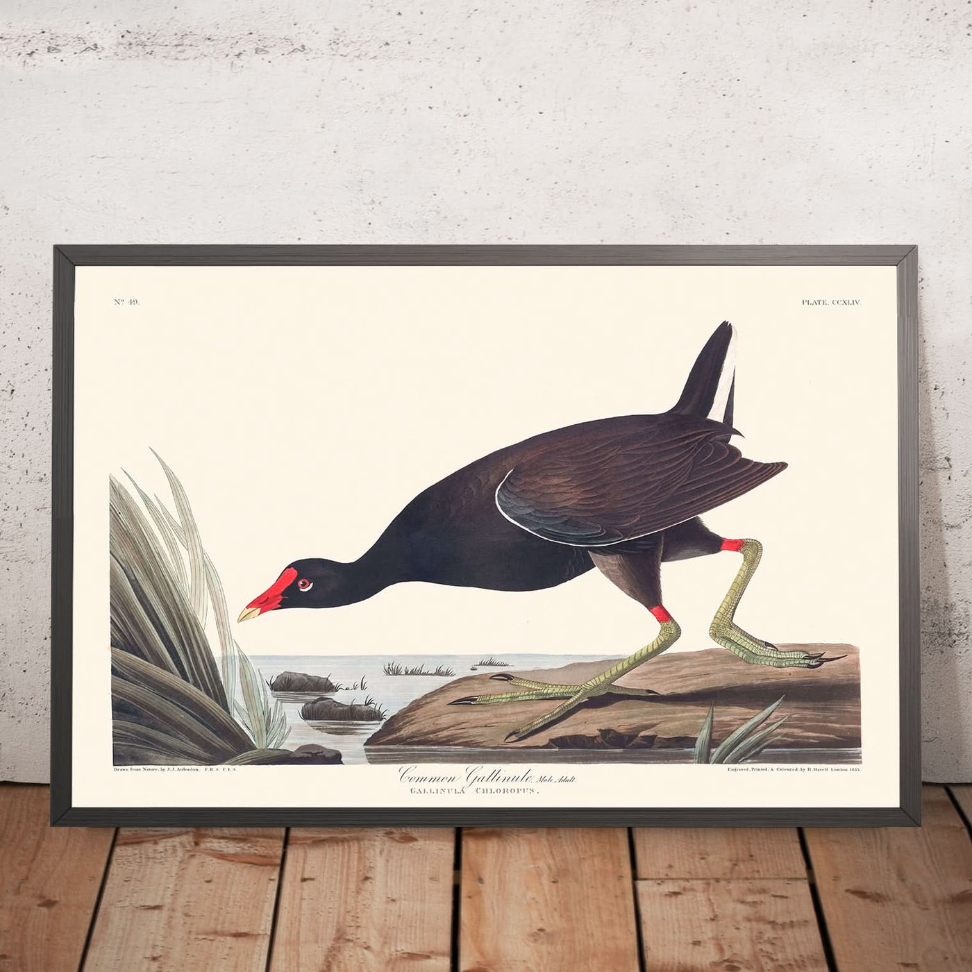 Gemeine Gallinule von John James Audubon, 1827 
