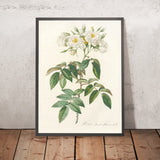 Semi-Double Musk Rose (Rosa moschata) by Pierre Joseph Redouté, 1817