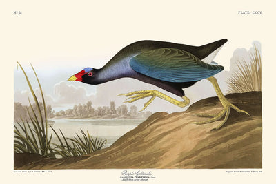 Purple Gallinule by John James Audubon, 1827