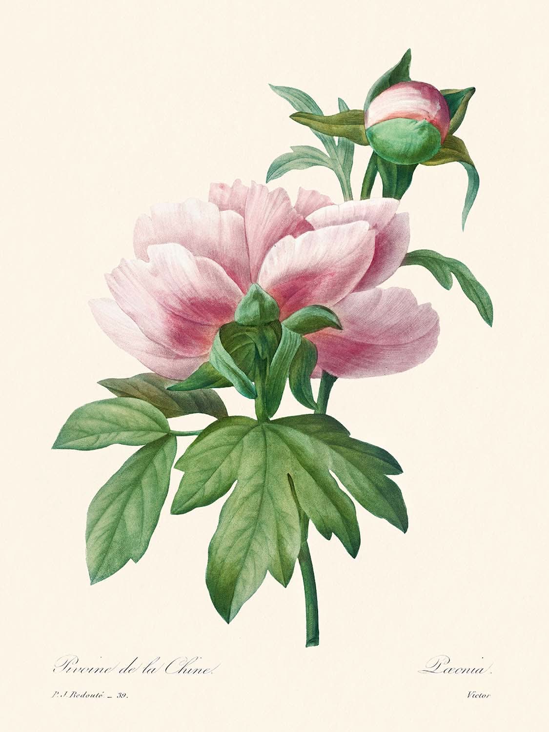 Pink Peony von Pierre-Joseph Redouté, 1802 