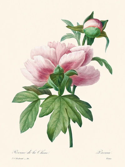 Pink Peony von Pierre-Joseph Redouté, 1802 