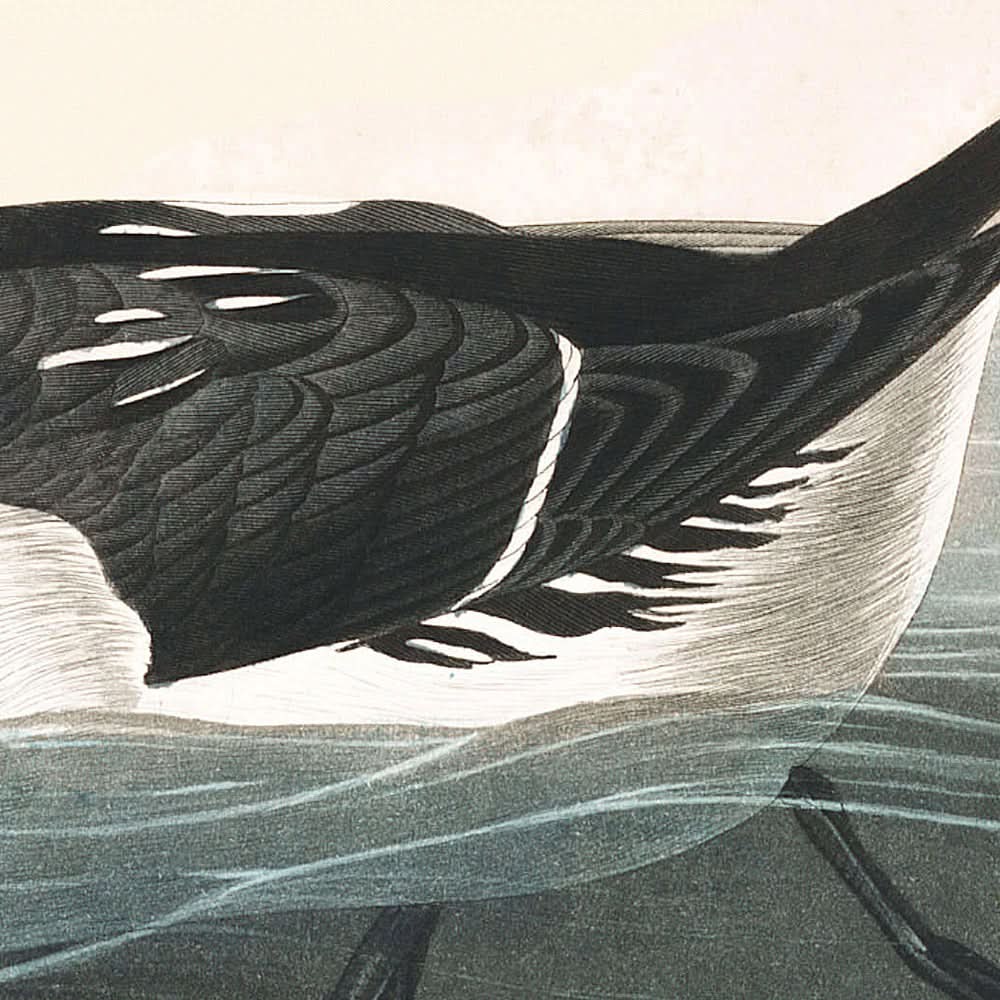 Little Auk by John James Audubon, 1827