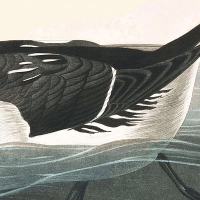 Little Auk by John James Audubon, 1827