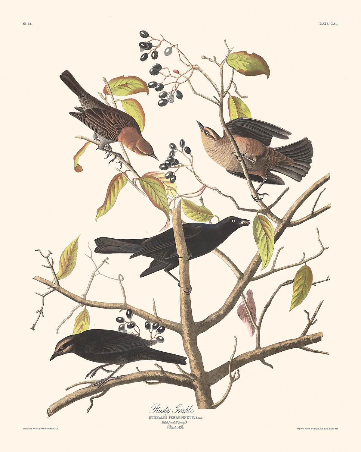 Grackle Oxidado de John James Audubon 1827 