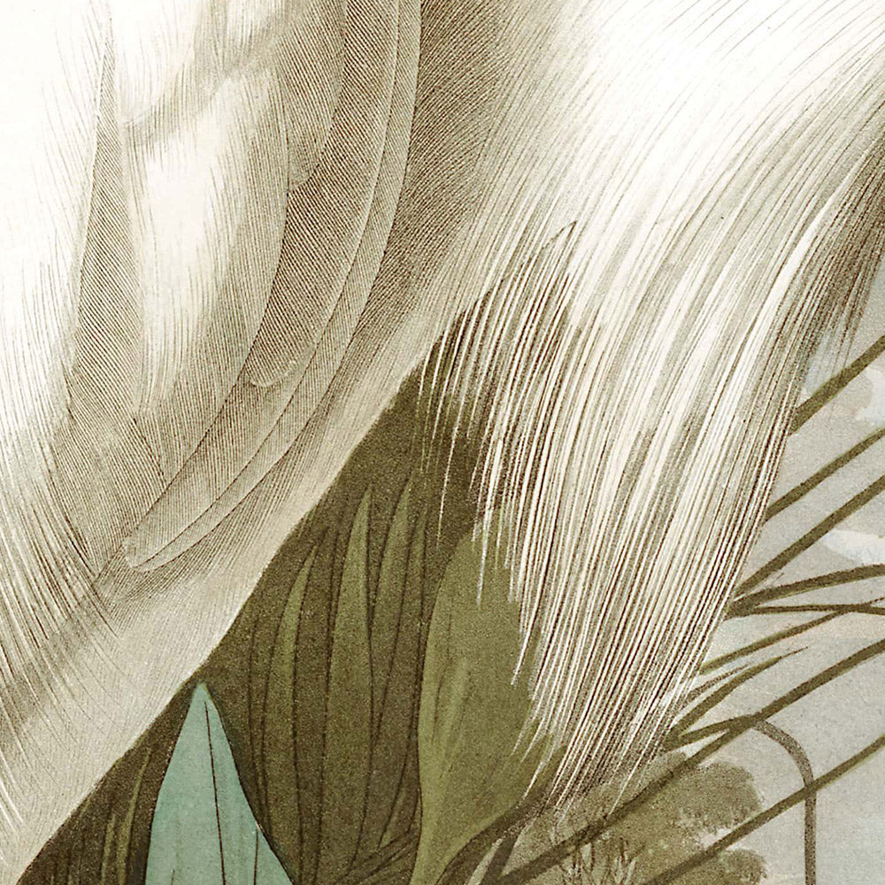 Garza Nival, o Garza Blanca por John James Audubon, 1827 