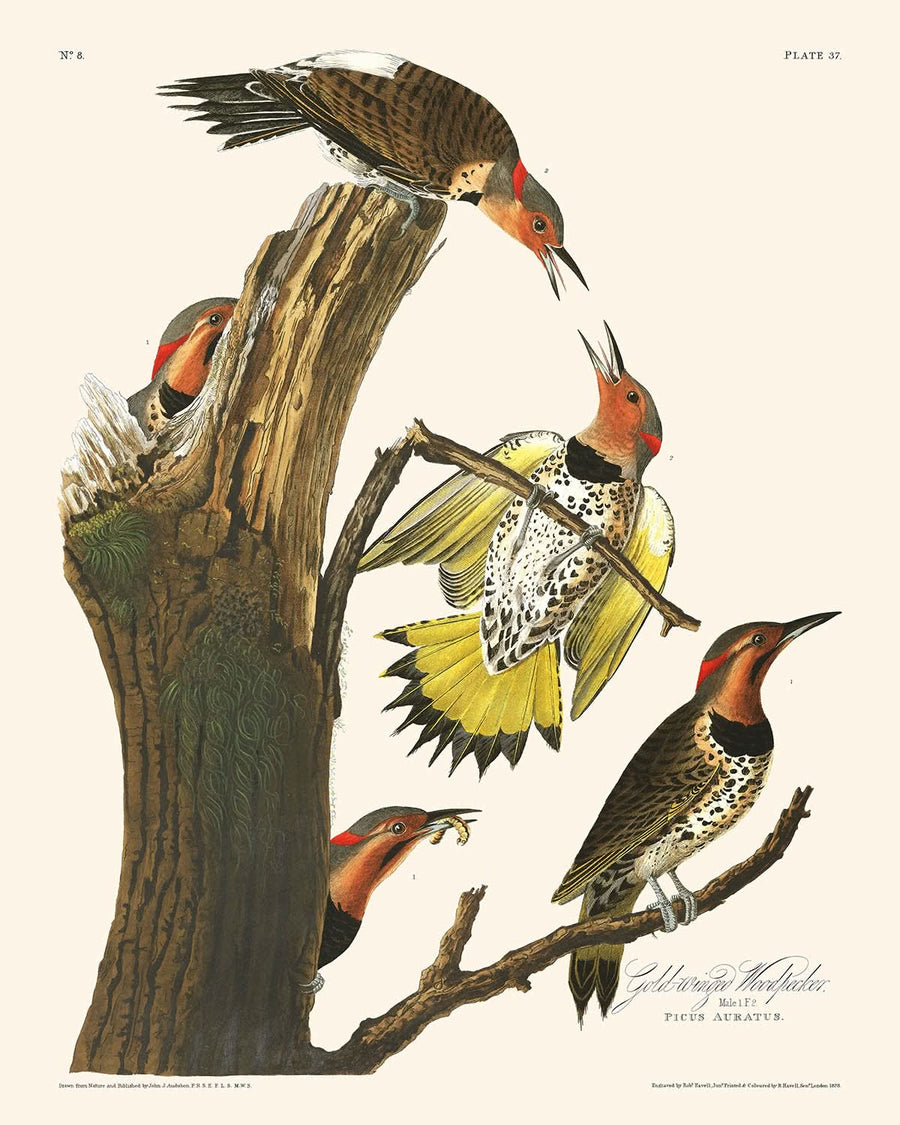 Picchio dalle ali dorate di John James Audubon, 1827 