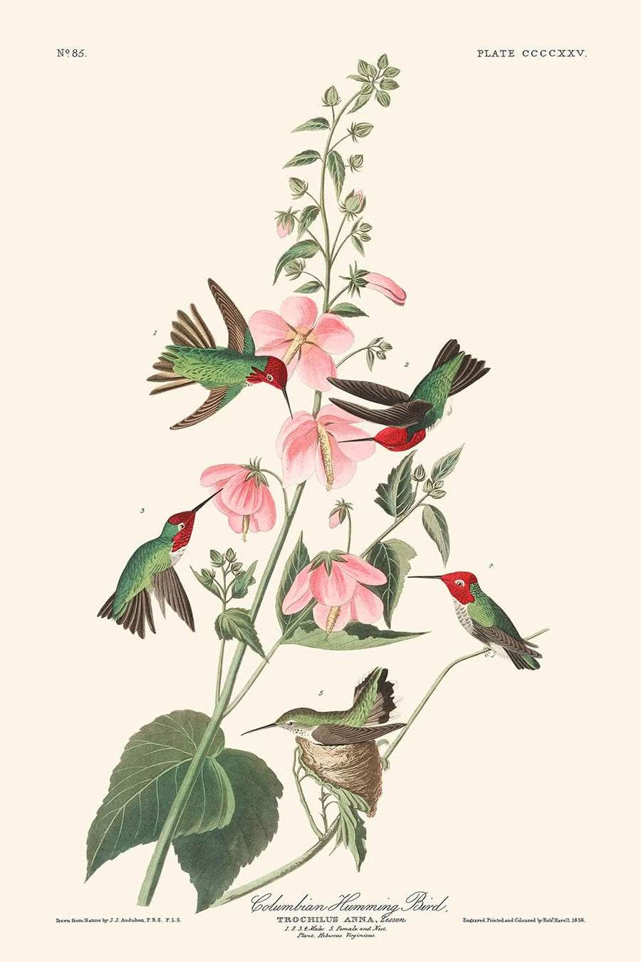 Colibrì colombiano di John James Audubon, 1827 