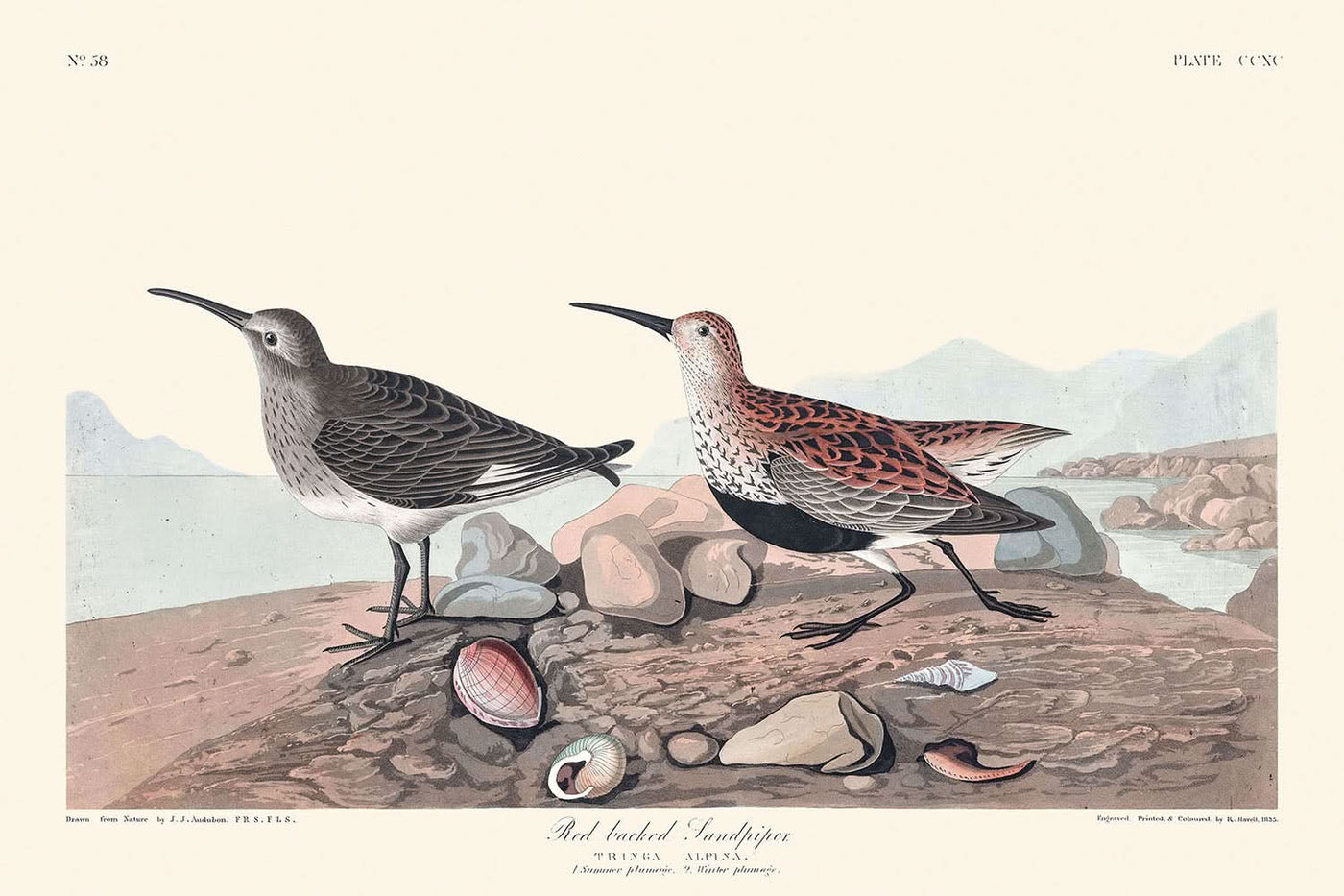 Red-backed Sandpiper by John James Audubon, 1827