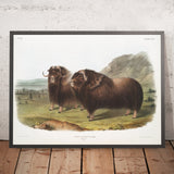 Musk Ox (Ovibos moschatus) by John Woodhouse Audubon, 1845