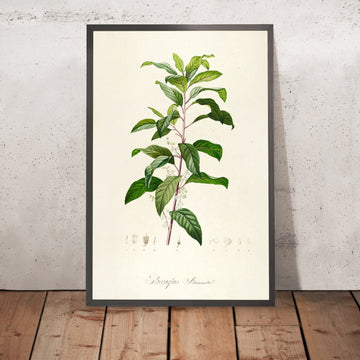 A framed image of Rare Plants Cultivated at Malmaison and Navarre (Plate 50) by Pierre Joseph Redouté, 1813
