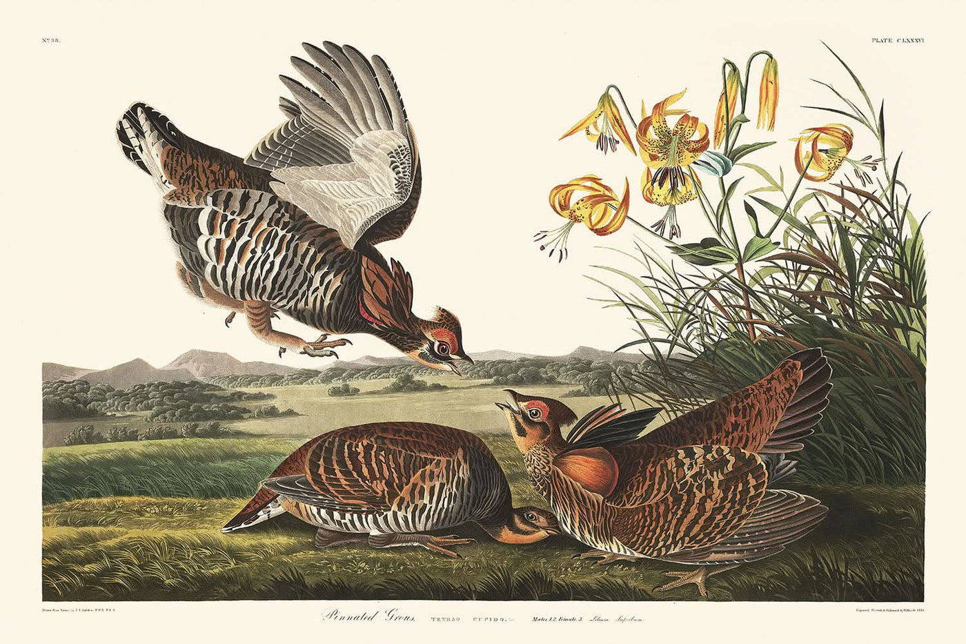 Pinnated Grouse by John James Audubon, 1827