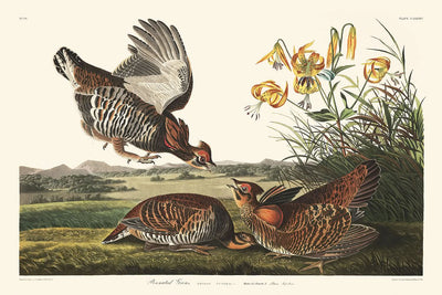 Pinnated Grouse by John James Audubon, 1827