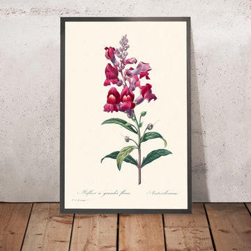 Anterinum de Pierre-Joseph Redouté, 1827