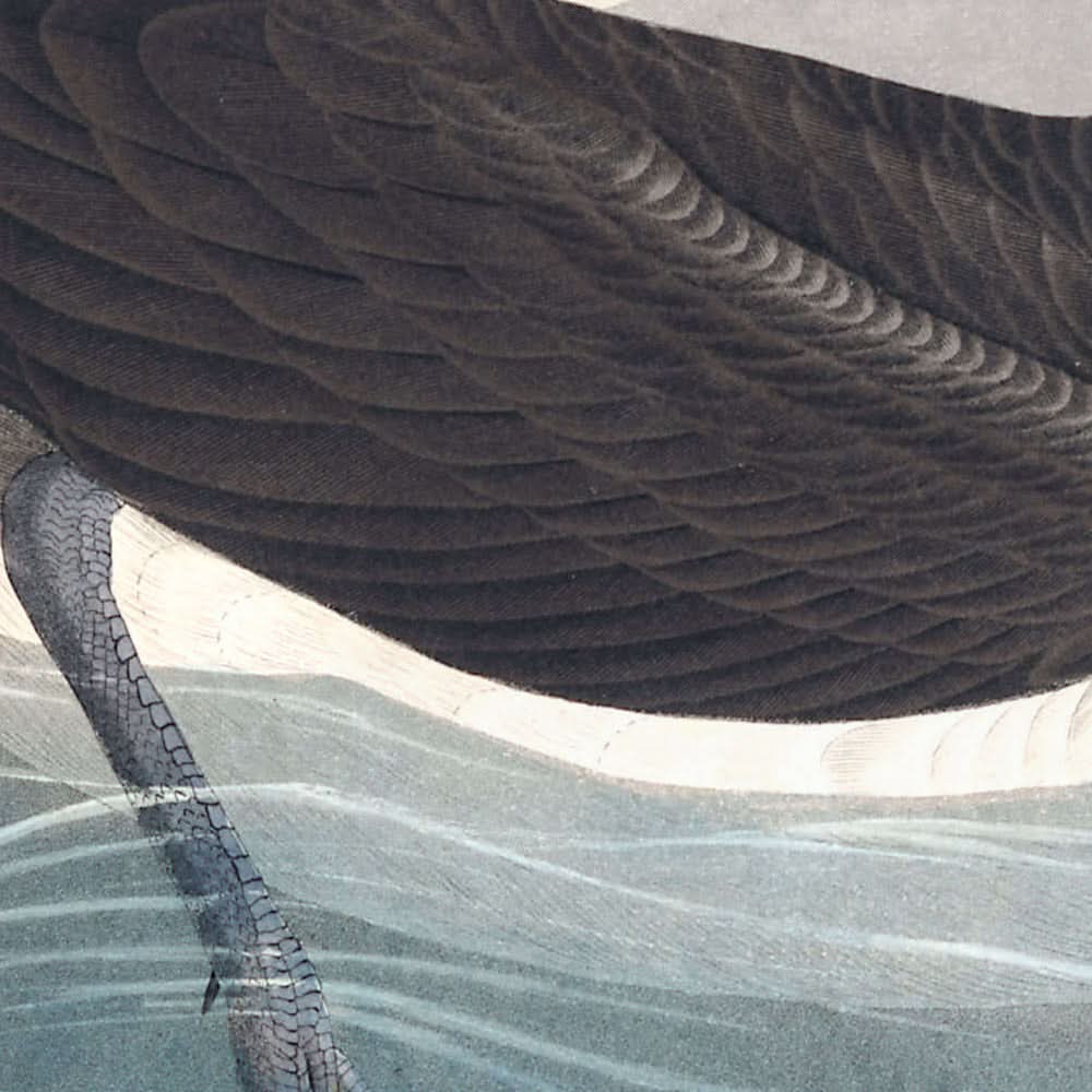 Petrel oscuro de John James Audubon, 1827 
