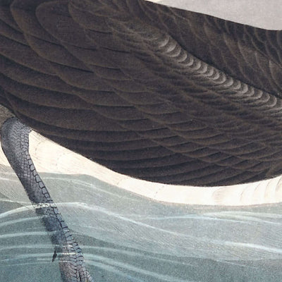 Petrel oscuro de John James Audubon, 1827 